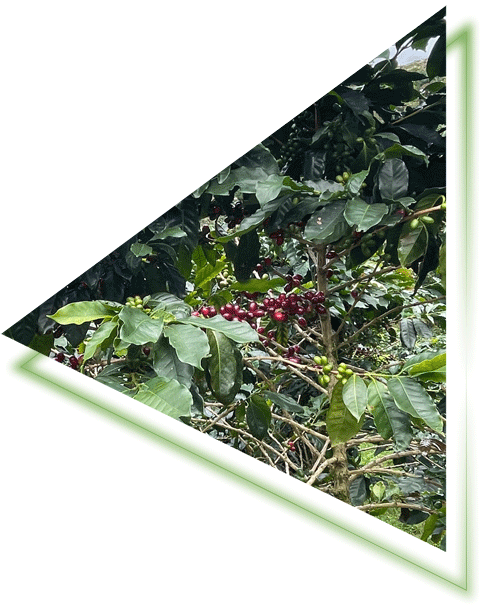 about-post image